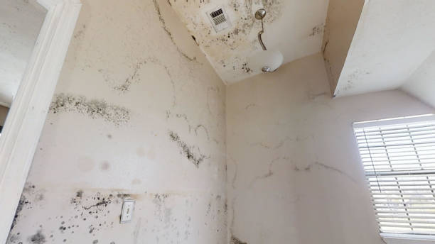 Best Air Quality Testing for Mold Spores  in Lake Orion, MI
