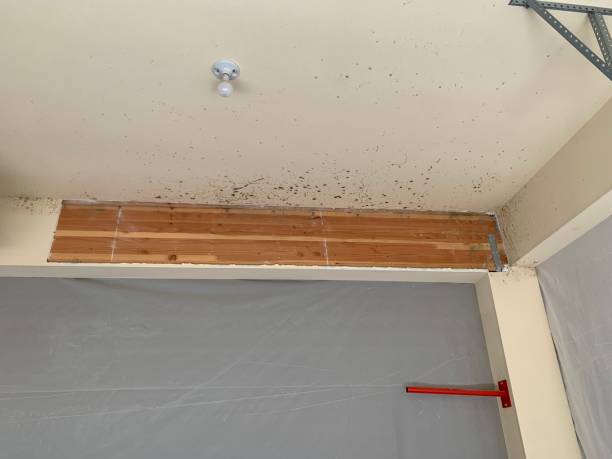 Best Mold Remediation for Healthcare Facilities  in Lake Orion, MI