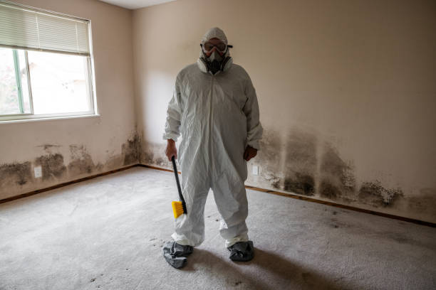 Best Attic Mold Removal  in Lake Orion, MI